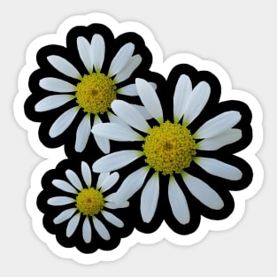 white daisy flower, blooming daisy, blooms, flowery, daisies Sticker